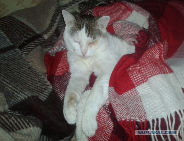 Котовторник 03.10.17.