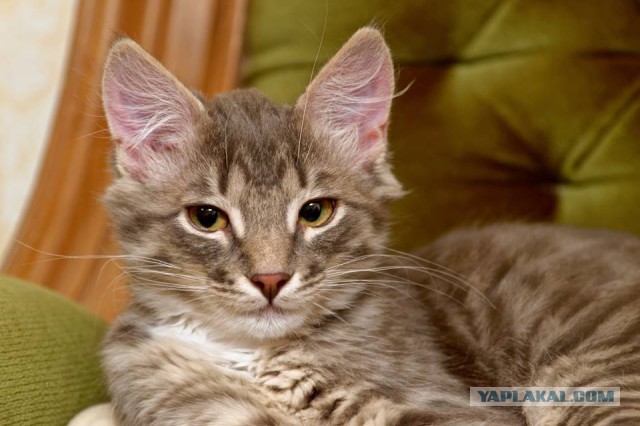 Котовторник