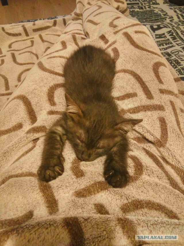 Котовторник!