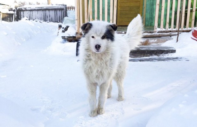 Увидев на пороге замерзающую от холода собаку люди решили ей помочь, но узнав кого она так самоотверженно согревает...