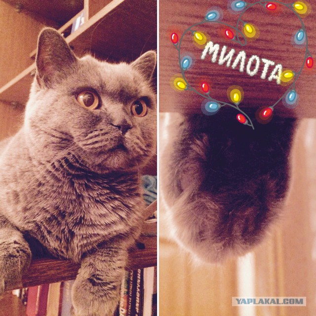 Котовторник 20.03.2018
