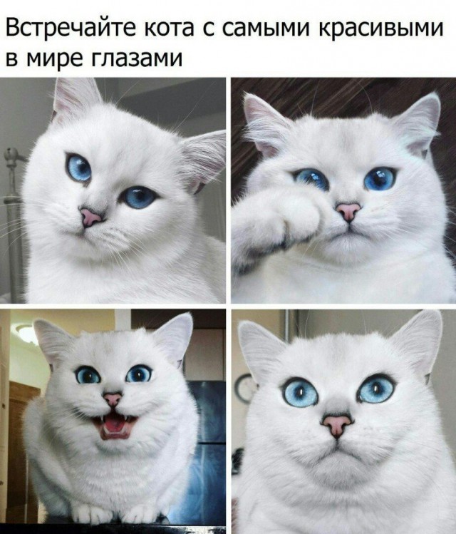 Фотобомбы котов