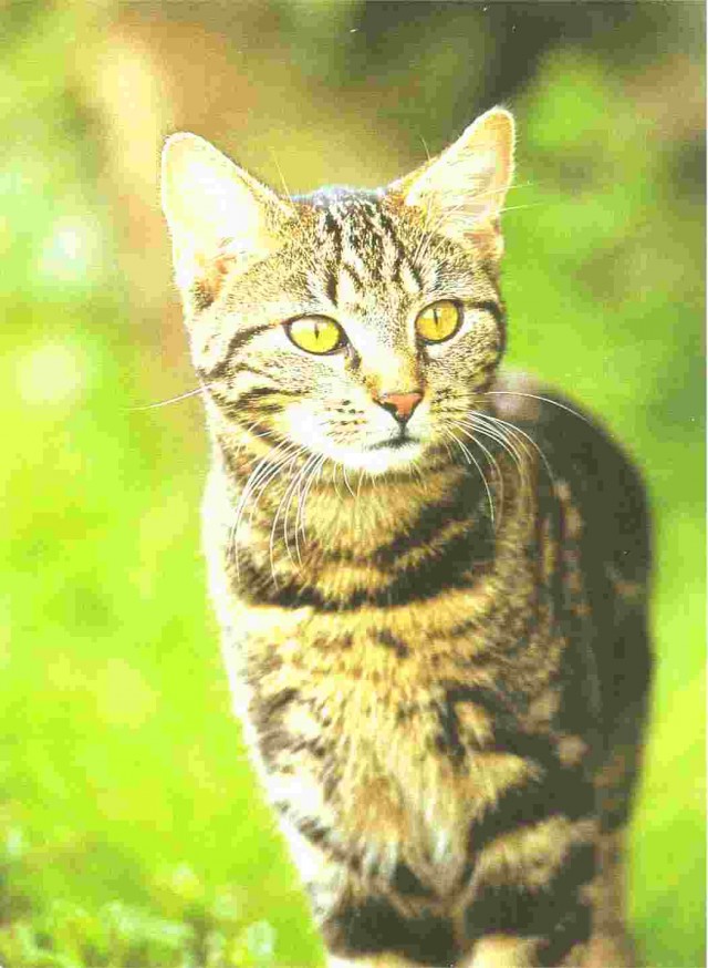 Котовторник на ЯПлакалъ (27.05.08), прикольные коты, добавляем свои!