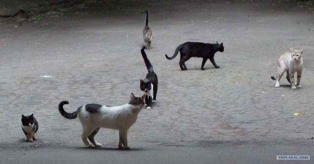 Котовторник на ЯПлакалъ
