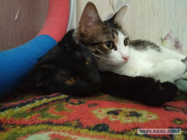 Котовторник  31.07.2018