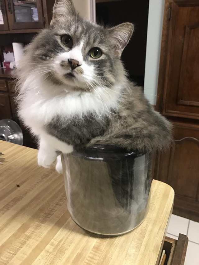 Прикольных котов пост