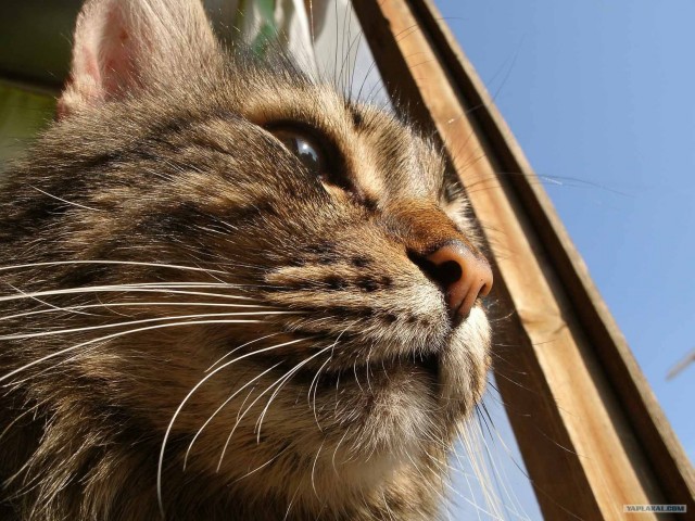 Котовторник на 1-е июня