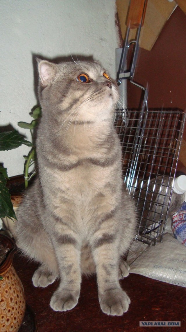 It's Catursday Fever! (Котовторник)