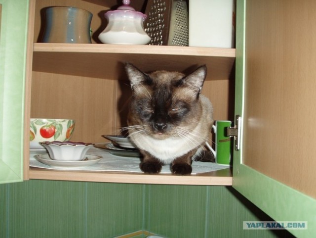 Котовторник уже сегодня!