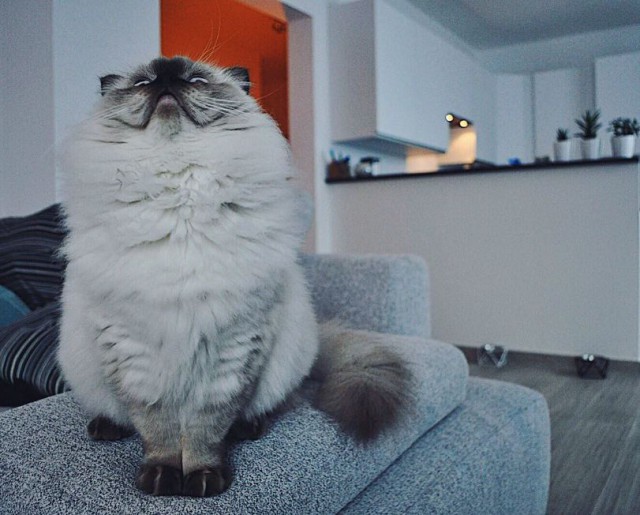Прикольных котов пост