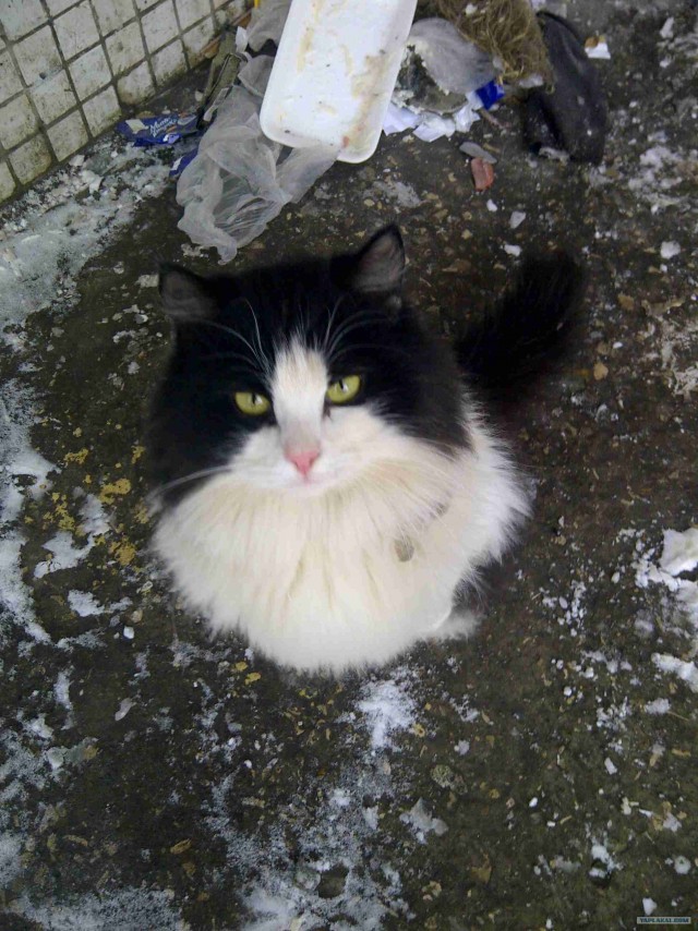 Котовторник 13.12.11 - магическе числа