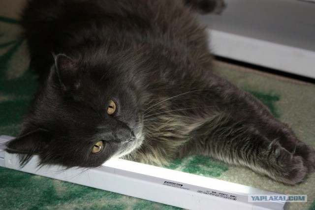 Котовторник (10.01.2012)