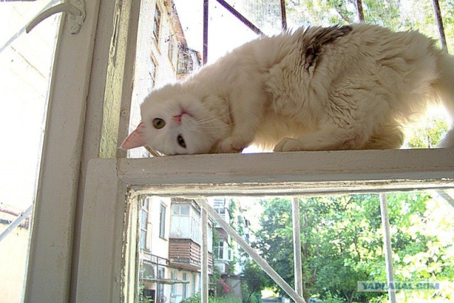 Котовторник (31.01.2012)