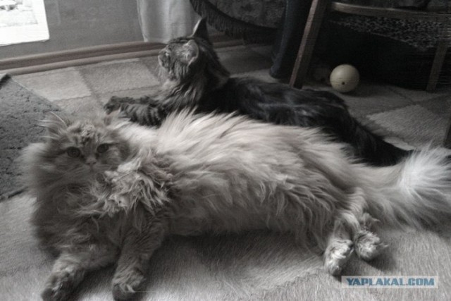 Котовторник! 13.03.2012