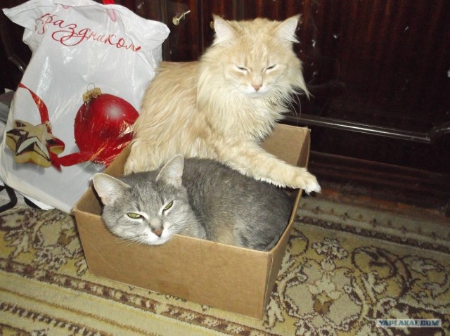 Котовторник 1 мая 2012
