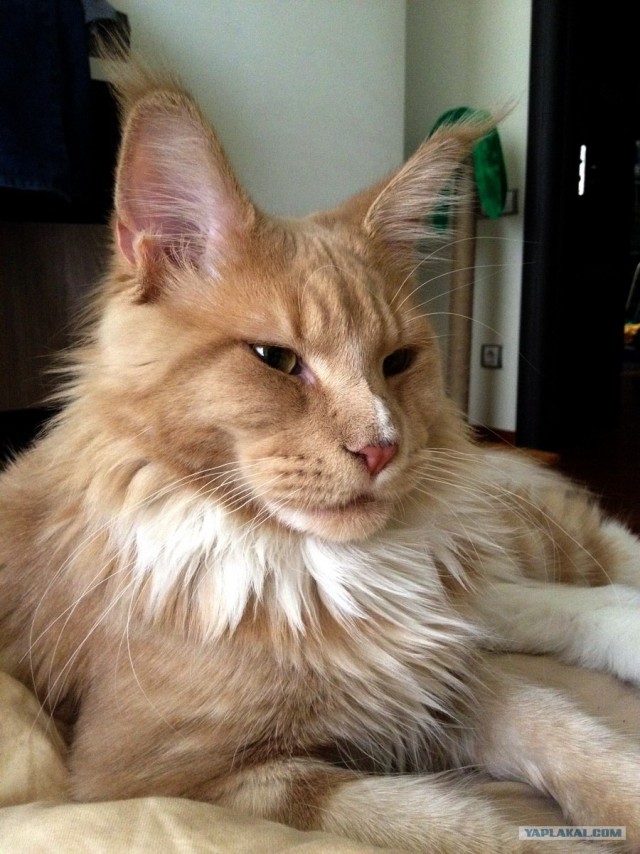 Котовторник 8 мая 2012