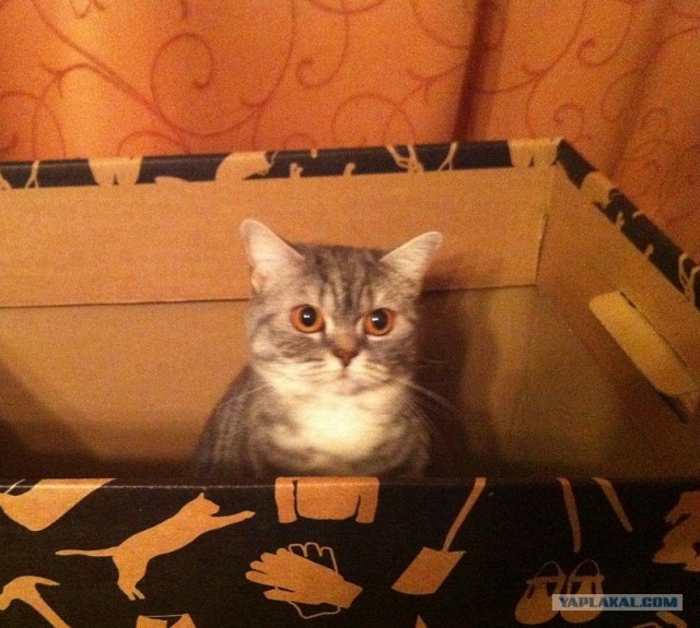 Котовторник  12. 06. 2012