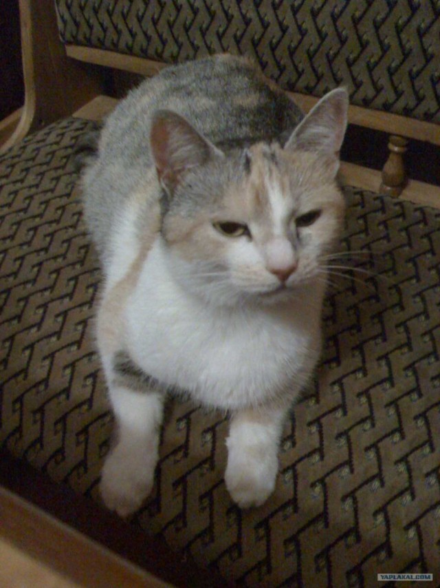 Котовторник на 26.06.12