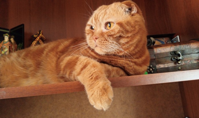 С Днём кошки!