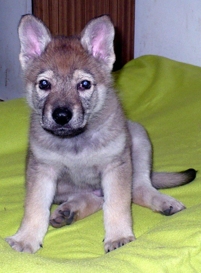 Якутский водитель Белаза подобрал щенка, который с ним прожил 6 месяцев, после чего выяснилось, что это волк