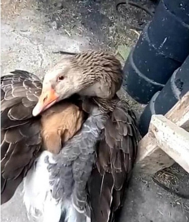 Милые животные. Мимиметр сломался