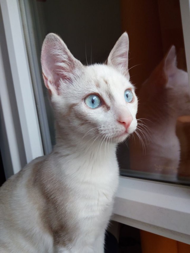 Забавные фото котеек
