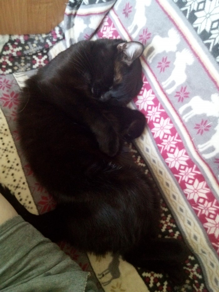 Дикий котовторник 16.04.19