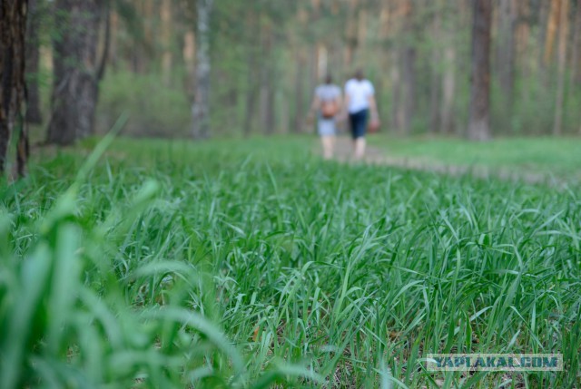Центральный парк Нью-Йорка