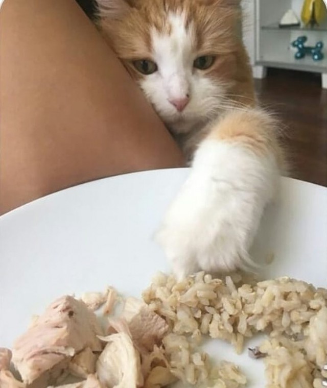 Забавные фото котеек
