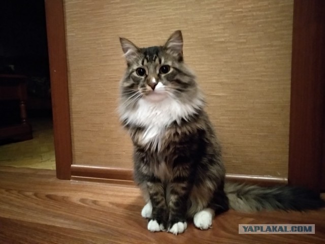 Котовторник