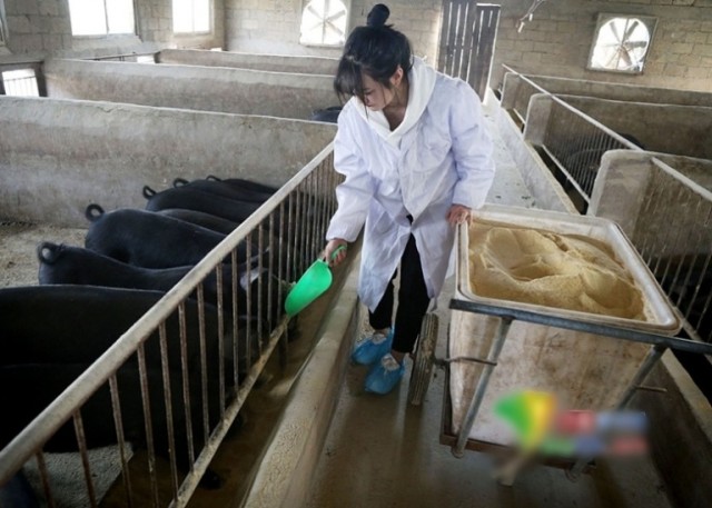 В Китае батя пообещал 300 свиней человеку, который возьмет замуж его дочь