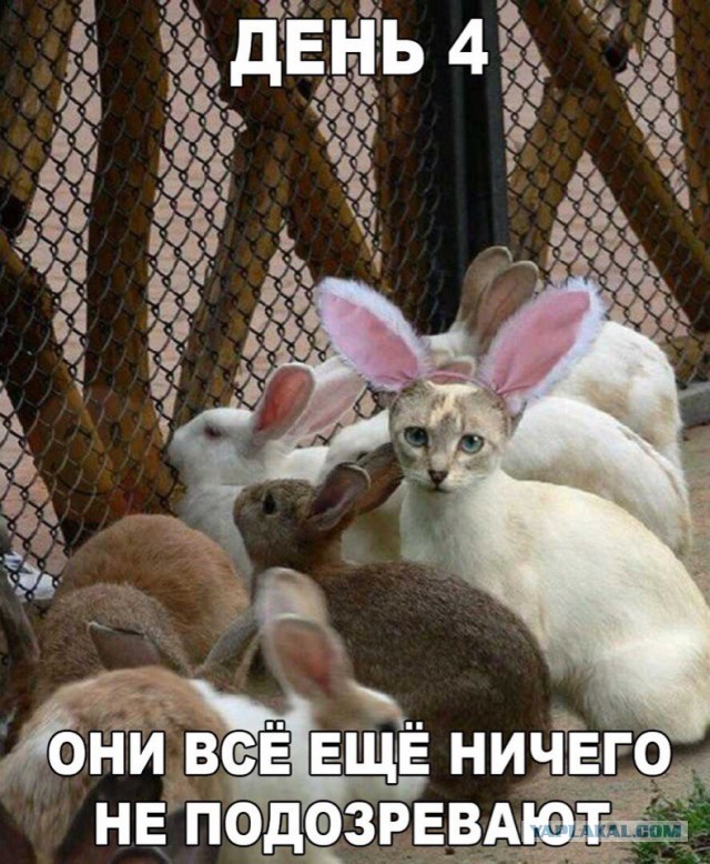 Пара-пара-пам! Фьють. Картинки с надписями. И без