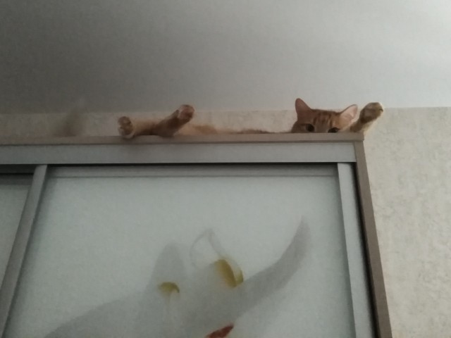 Давайте по котикам, которые с нами на самоизоляции