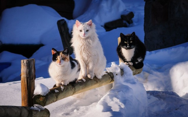 Задорные заборные котэ