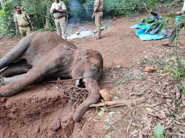 В Индии поиздевались над беременной слонихой