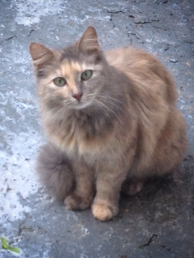 Ну, с котовторником!