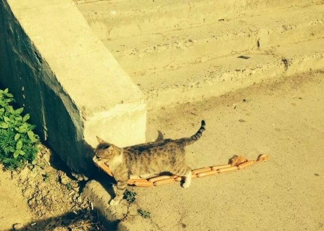 Эти забавные животные