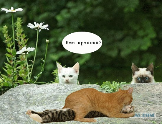 Фотожаба:Коты в засаде