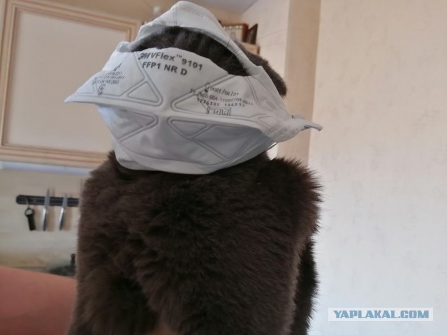 По просьбам в теме ниже. Реальный котовторник!