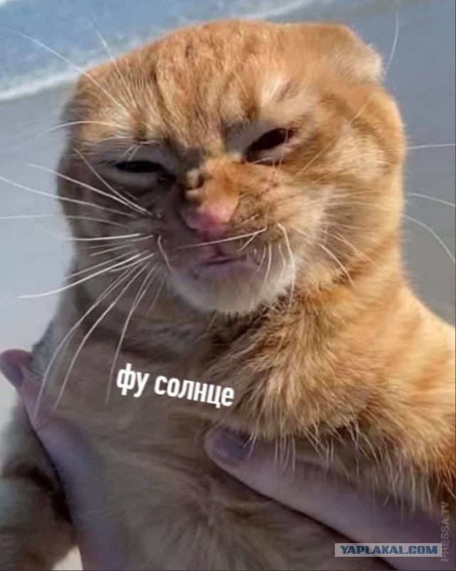 Котики