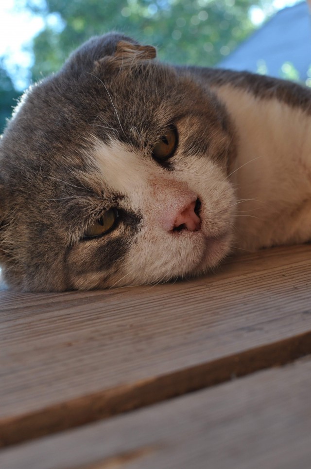 Уличные котаны