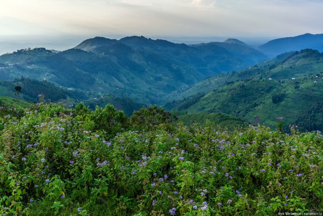 Уганда: самая настоящая Африка с гориллами и носорогами!