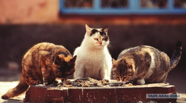 Драка двух котов за кусок колбасы