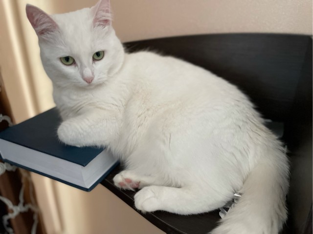 Хоба! Котовторник!