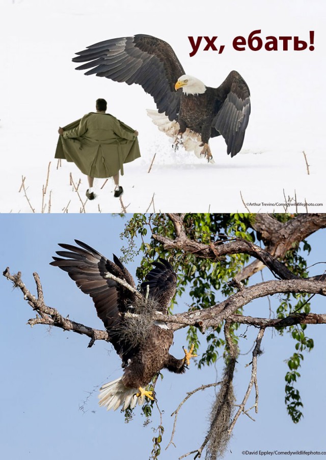 Лучшие фото конкурса Comedy Wildlife Photography Awards 2021