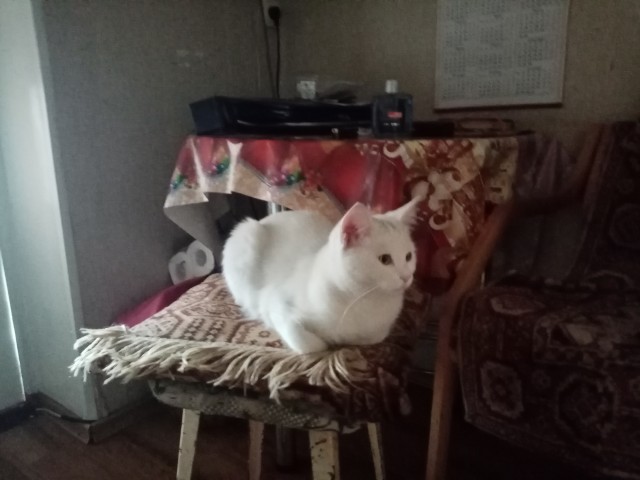 Котовторник