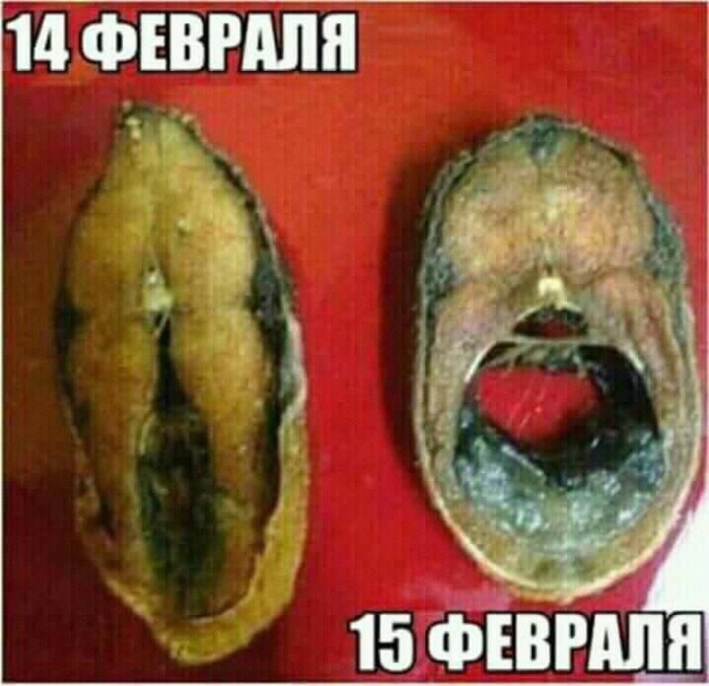 Скотсети и прочие интернеты 15.10.2021