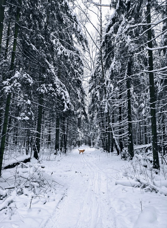 Не корона, не куркод, не казахи. Глянь на снежную сказку