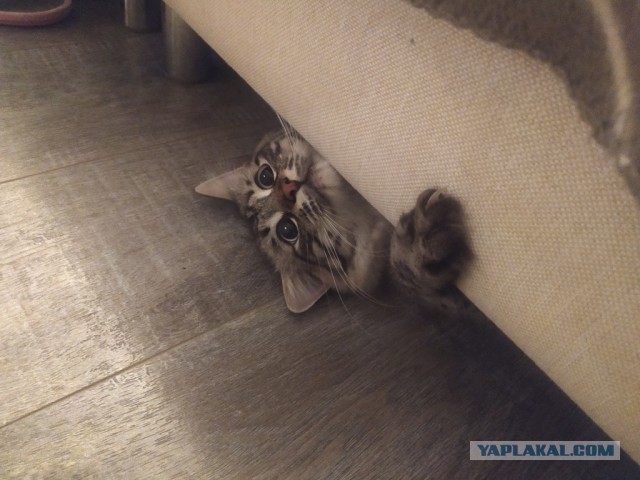 С праздником и котофторником!