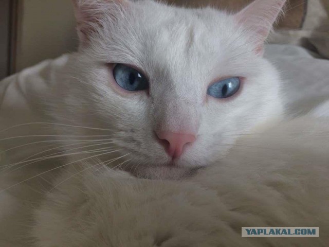С праздником и котофторником!